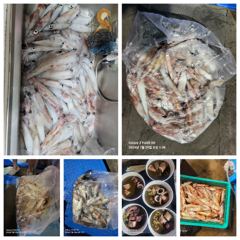 7월28일 제주잡스호 5시간 한치낚시 사진