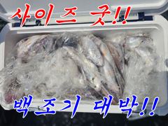 백조기 낚시 사이즈 굿 ! 마릿수 좋아좋아~ 사진