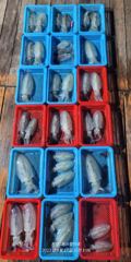 16일 오후출조 무늬 4분 씨알급 마리수 조황입니다. 사진