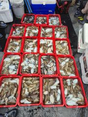 9월28일안흥은진호갑오징어조황입니다 사진