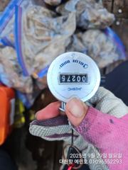 2025년 9월 29일 쭈갑조황 사진