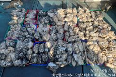 9.30 회변항 오성스타호 쭈갑조황~^^ 오늘도 주렁주렁~ 사진