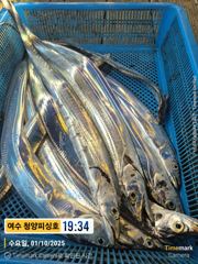 청양피싱 10월 2일 입항조황 사진