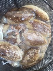 너울이~~~ 사진