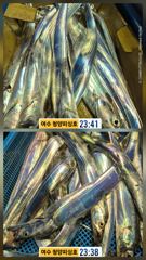청양피싱 10월 14일 입항조황입니다. 사진