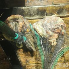 【군산 오드리피싱】 야간 문어잡고 왔습니다. 25.10.24 사진