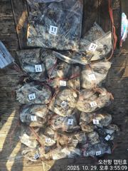10월 29일 쭈꾸미/갑오징어 조황입니다. 사진