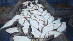 11월22일(토) 홍원항 타이탄호 광어다운샷 조황!!! 사진