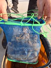 주꾸미.갑오징어 조황 사진