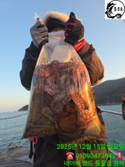 문어 장원 23마리...수요일부터 자리있습니다. 사진
