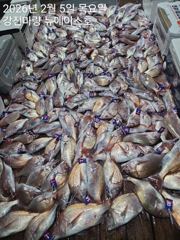 2월 5일 참돔 타이라바 조황입니다. 사진