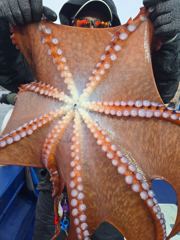 3월15일 송이호 문어조황 사진