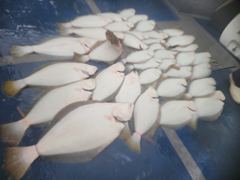 4월 11일(토) 광어 조황입니다 사진