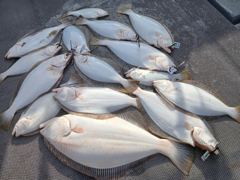 4월 12일 일요일 루어피싱호 대광어탐사 조황입니다 사진
