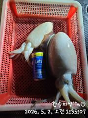 5월 1일 야간 갑오징어 조황밈돠^^>> 사진