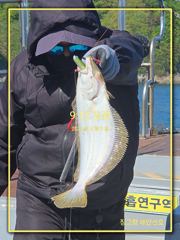 5월 9일 당진 장고항 해안선호 조황사진입니다 (광어) 사진