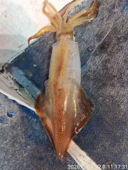 5월15일입항 대포한치 조황소식입니다  사진