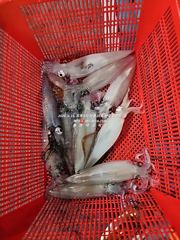 [통영대교피싱]물돌이 후 실시간~ 일요일자리여유 사진