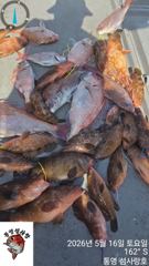토욜 붉바리참돔 타이라바 조황! 사진