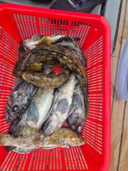 오늘의조황 - 5월 11일 삼길포 헤르메스 조황 - 삼길포 헤르메스 우리좌대 사진