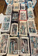  진프로피싱 5/23일 입항 한치 & 붉바리 외수질 사이즈 굿 계속되는 호조황!! 사진