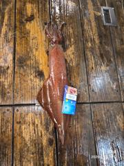 5월24일 풍류호 한치조황입니다 사진