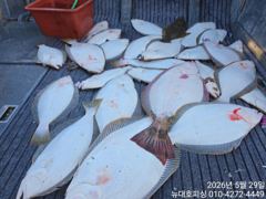 뉴대호피싱 2026년5월29일 광어다운샷 조황입니다 사진