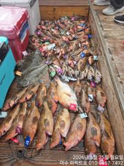 여수 퍼펙트호 붉바리 외수질 출조(선비 이벤트 + 넥스필 선캡 증정) 사진