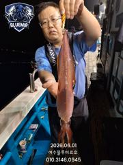 6월1일 한치 입항 조황!! 사진