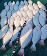 광어조황 글만 보기 사진
