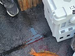 황열기 왕삼이는 뽀너스 사진