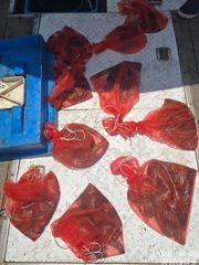 6월들어 수온이 올라가며 피문어 마리수 본격 시즌이 시작된거 같아요. 사진