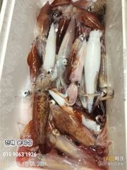 윤피싱 오늘도 한치 많이 잡아왔어요 사진