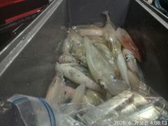 대포 왕한치 엄청난 너울속에도 ᆢ. 먹물칠갑  내일 예약가능  사진