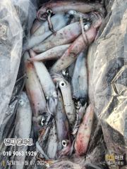 윤피싱 오늘도 한치로 쿨러채우고 왔습니다 사진