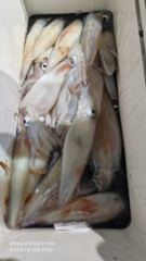 대포알 왕한치 오늘도 먹물칠갑. ᆢ 오늘 5시 출항. 자리여유 사진