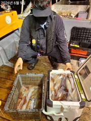 한치 283,257,230수등 대부분 세자리수 소쿠리,자루등 퍼담고 사진