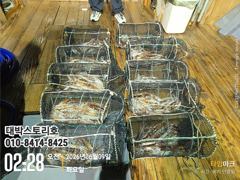 화살촉오징어(가조도권)출동합니다  사진