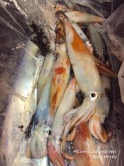 6월13일 김녕항 한치 사진
