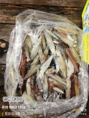 윤피싱 계속되는 한치 호조황입니다 사진