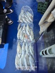 260613 여수보구치 호조황 사진