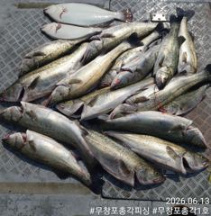 어제조황!! 13일 보령 무창포 농어 생미끼 외수질 < 총각1호 > 따오기 농어들!! 평일 자리 여유~!! 사진