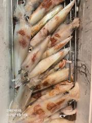 [진해한바다호] 묵직하게 쭉쭉~! 째고가는 한치 찐한 손맛 보러 내일도 달립니다^0^ 사진