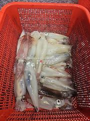[통영대교피싱]간밤 실시간에 이어 대박조황! 7월 한치 쭈욱~예약가능  사진
