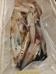 대포알 왕한치 먹물맞으로 가입시더 ᆢ 오늘 7자리 가능. 5시. 출항 사진