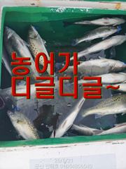 ♥실시간 농어 대박♥신나게 힛트♥농어·광어·우럭 생미끼♥군산 인해호♥ 사진