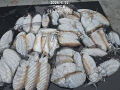 6월22(월) 그랜드호 대물 갑오징어 마릿수 조황입니다 !(내일여유자리 .이벤트 출조) 사진