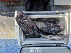 2026년 6월 23일 <우럭 조황> 사진