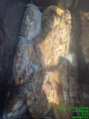 [군산비응항 낚시사냥꾼 에이스호] 27일 토 오전 대왕갑오징어 조황 사진