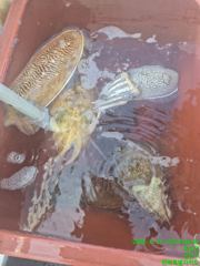 군산비응항 낚시사냥꾼 에이스호] 실시간!! 아침부터 대왕 갑오징어 자~~알 나옵니다.. 야간선비인베트합니다 사진